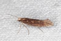 Plutella xylostella