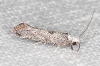 Paraswammerdamia albicapitella