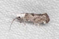Paraswammerdamia albicapitella