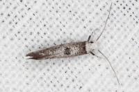 Paraswammerdamia albicapitella