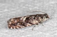Pammene argyrana