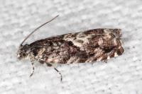 Pammene argyrana