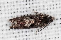 Pammene argyrana