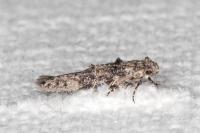 Sorhagenia rhamniella