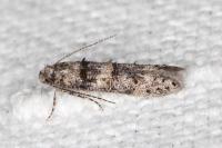 Sorhagenia rhamniella