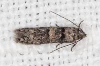 Sorhagenia rhamniella