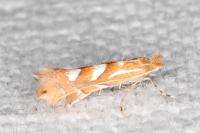 Phyllonorycter belotella