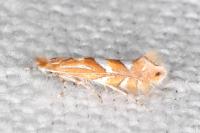 Phyllonorycter belotella