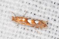 Phyllonorycter belotella