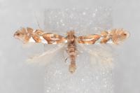 Phyllonorycter belotella