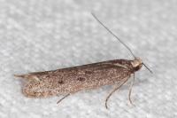 Oxypteryx helotella