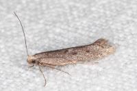 Oxypteryx helotella