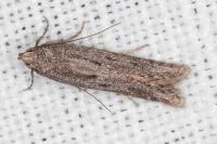 Oxypteryx helotella