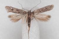 Oxypteryx helotella