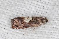 Pammene gallicolana