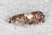 Pammene gallicolana