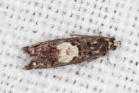 Pammene gallicolana