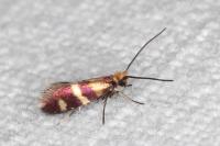 Micropterix aglaella