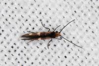 Micropterix aglaella