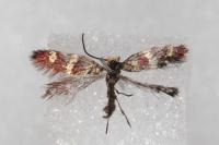 Micropterix aglaella