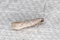Huemeria campicolella campicolella