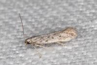 Huemeria campicolella campicolella