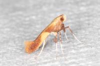 Caloptilia robustella