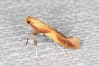 Caloptilia robustella