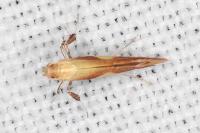 Caloptilia robustella