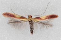 Caloptilia robustella
