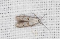 Symmocoides oxybiella