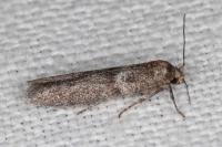 Blastobasis