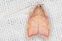 Carcina quercana