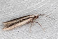 Mirificarma interrupta