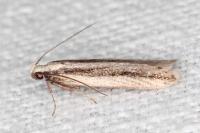 Mirificarma interrupta