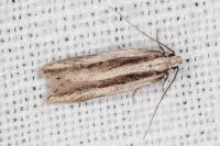 Mirificarma interrupta