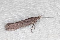 Neofaculta ericetella