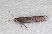 Neofaculta ericetella