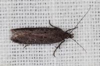 Neofaculta ericetella