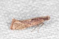 Acrolepiopsis vesperella