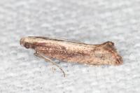 Acrolepiopsis vesperella