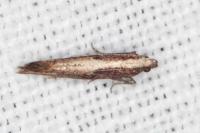 Acrolepiopsis vesperella