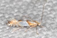 Phyllonorycter roboris