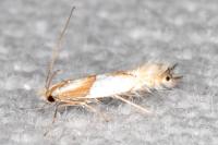 Phyllonorycter roboris