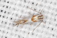 Phyllonorycter roboris