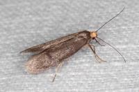 Agnoea