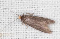Agnoea