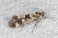 Denisia lutea
