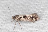 Denisia lutea
