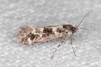 Denisia lutea